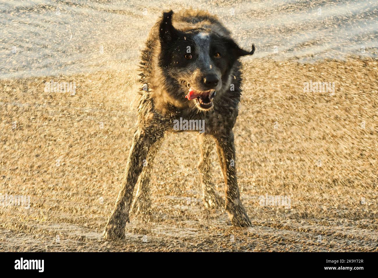 Cane macchiato bianco e nero che scuote l'acqua, retro illuminato dal sole che tramonta, creando un velo di gocce d'acqua dorate Foto Stock