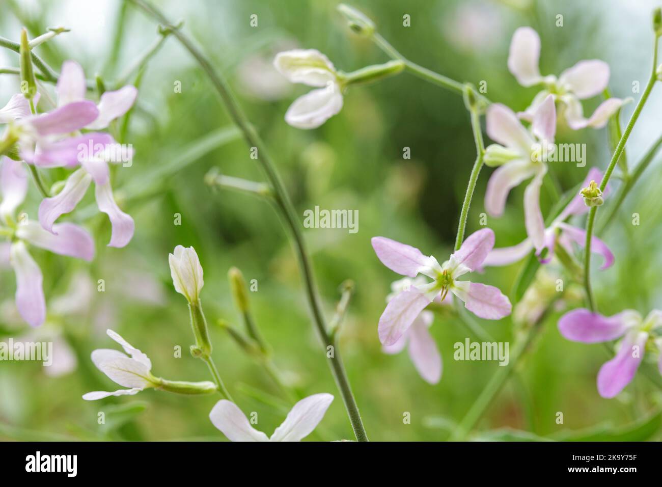 Brodo fiorito di notte (Matthiola longipetala) Foto Stock
