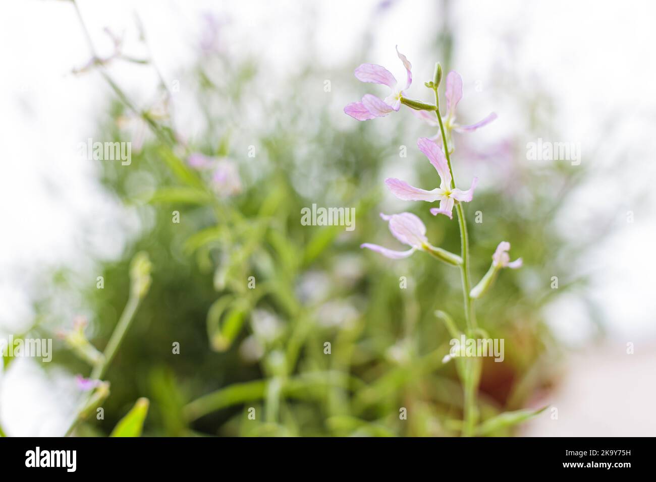 Brodo fiorito di notte (Matthiola longipetala) Foto Stock