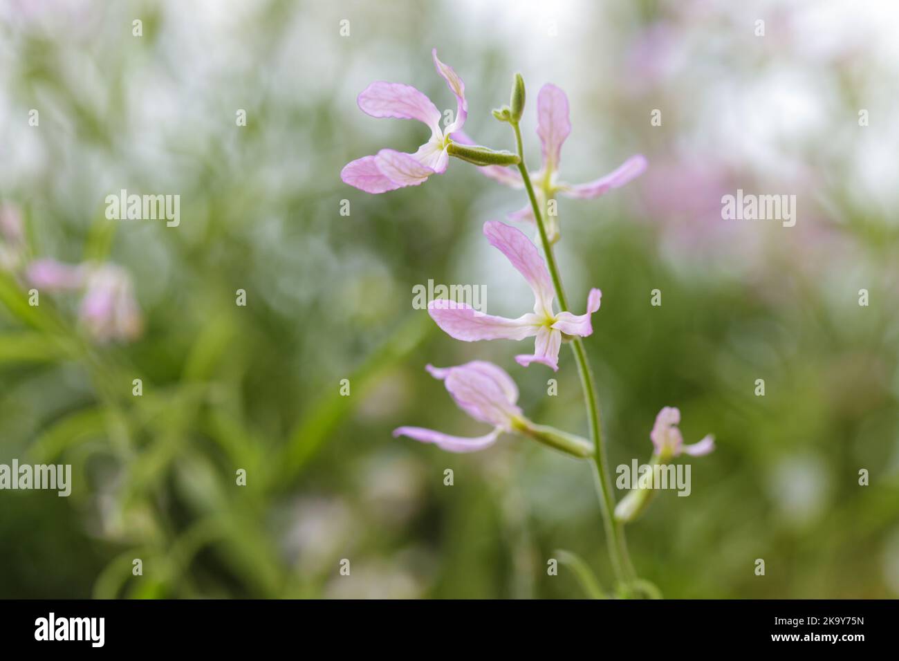 Brodo fiorito di notte (Matthiola longipetala) Foto Stock