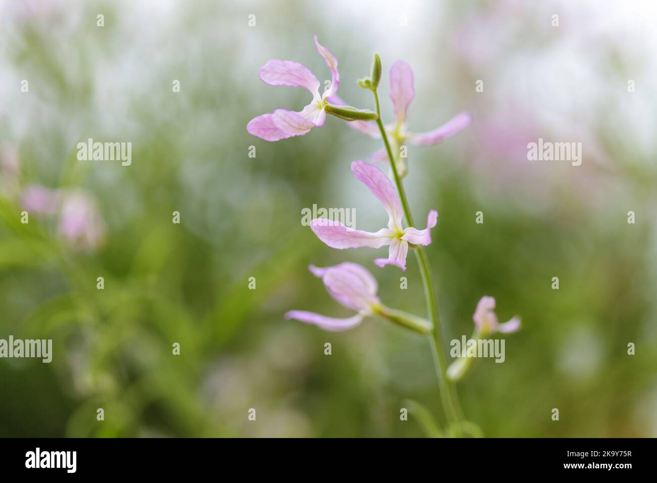 Brodo fiorito di notte (Matthiola longipetala) Foto Stock
