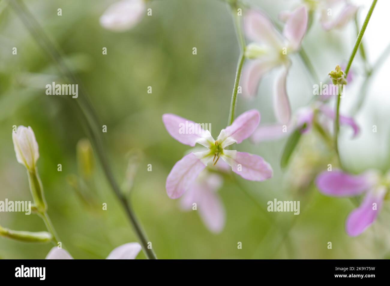 Brodo fiorito di notte (Matthiola longipetala) Foto Stock