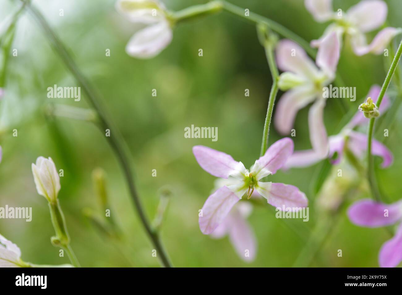 Brodo fiorito di notte (Matthiola longipetala) Foto Stock