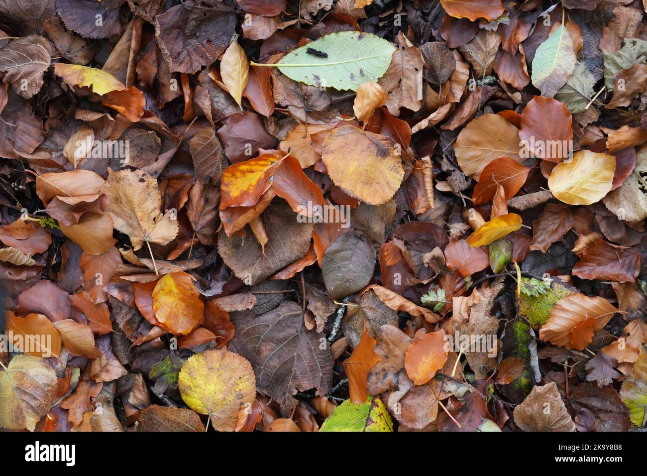 Stagionale foglie d'autunno sfondo Foto Stock