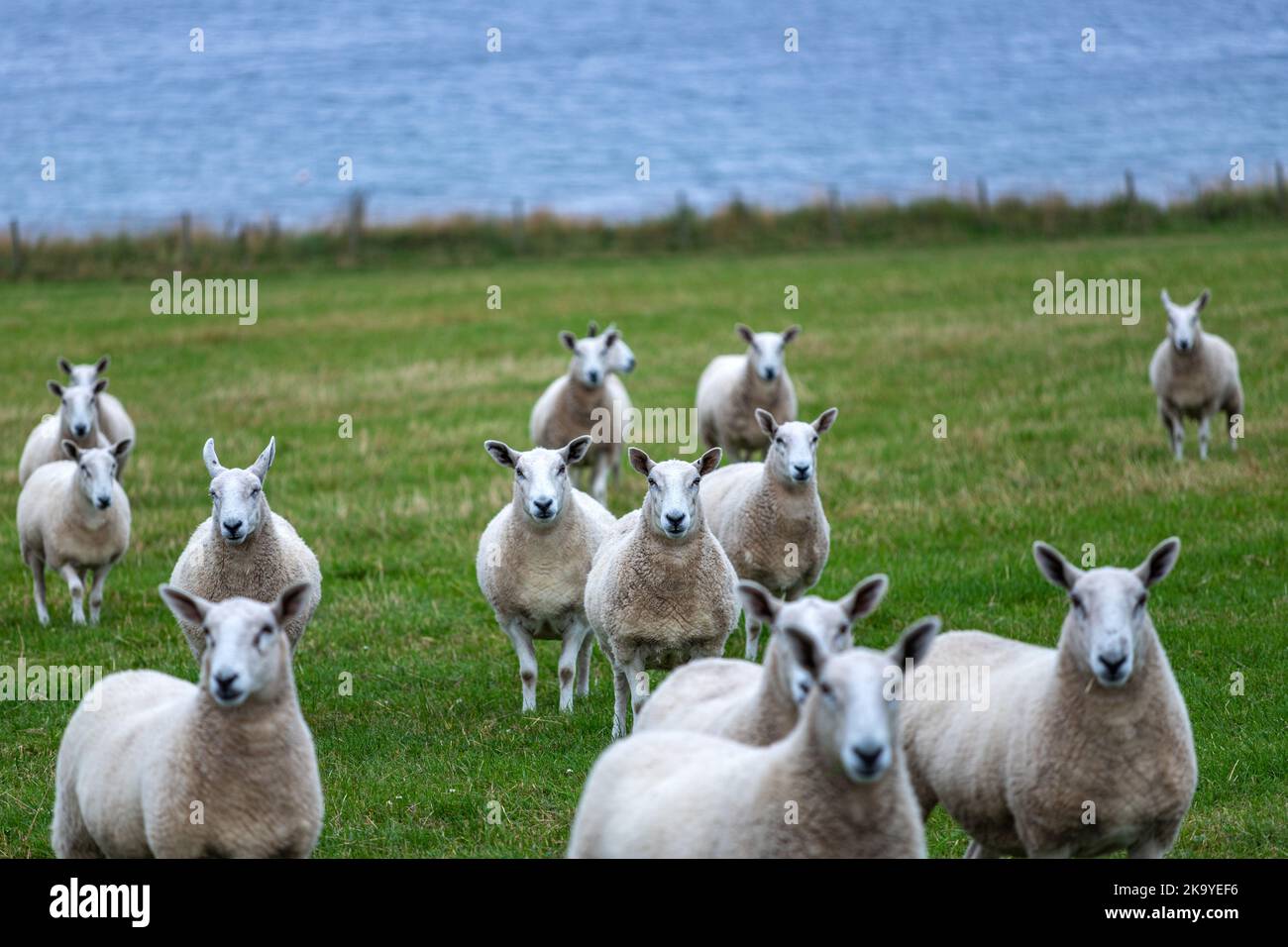 Pecore in St Margaret's Hope, South Ronaldsay., Orkney, Scozia, Regno Unito Foto Stock