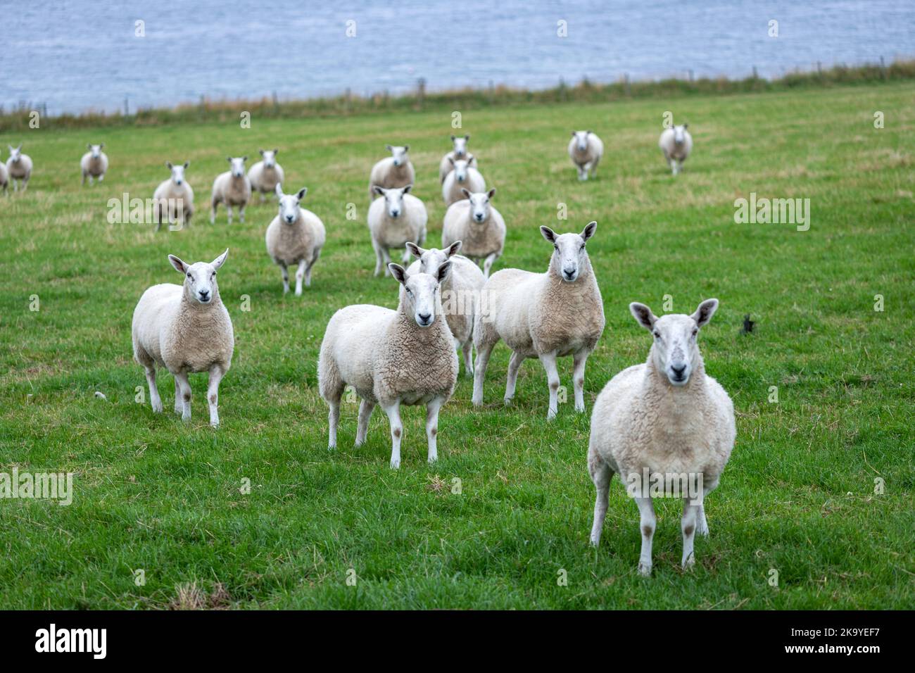 Pecore in St Margaret's Hope, South Ronaldsay., Orkney, Scozia, Regno Unito Foto Stock