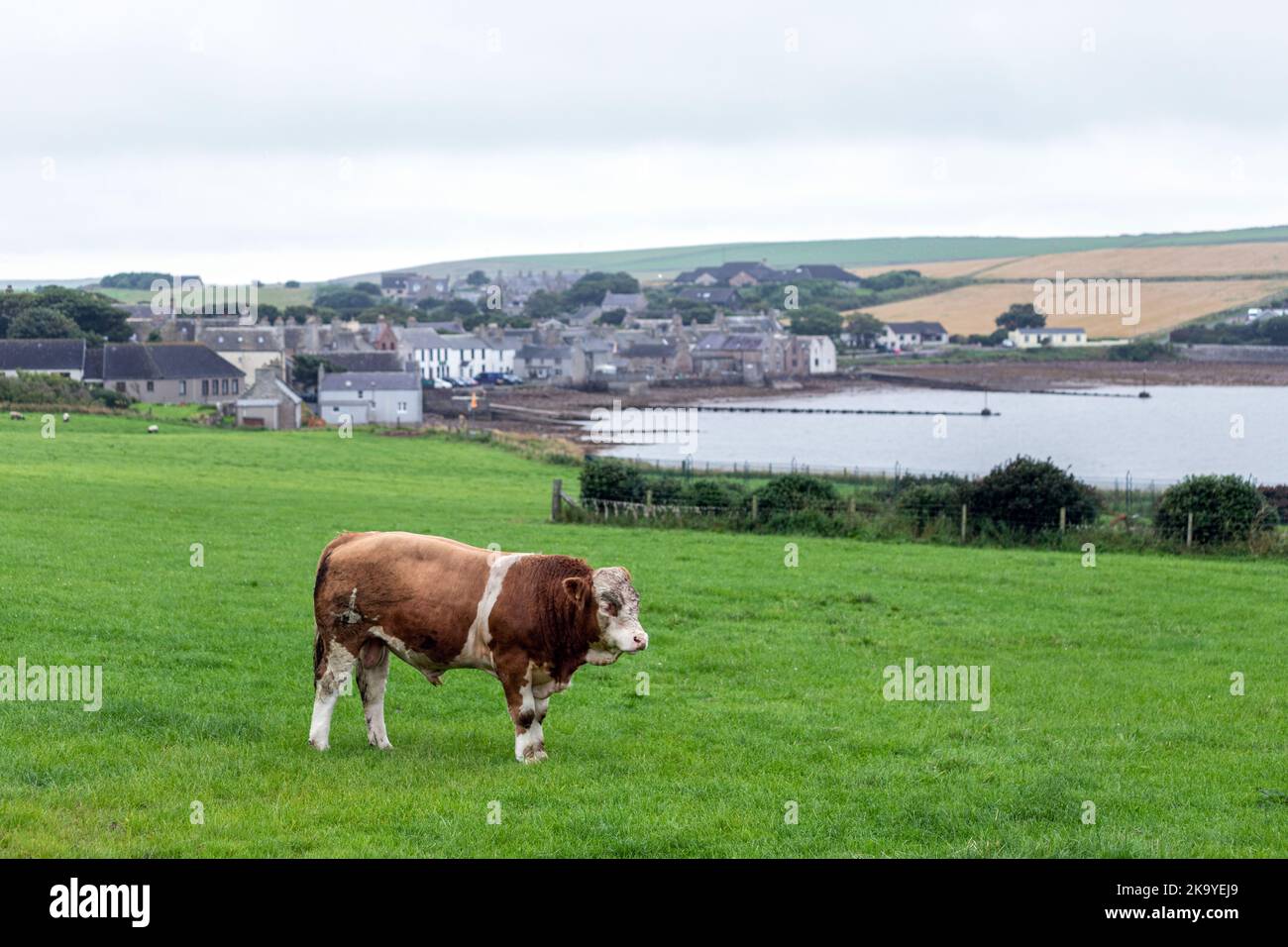 Cow and St Margaret's Hope, South Ronaldsay., Orkney, Scozia, Regno Unito Foto Stock