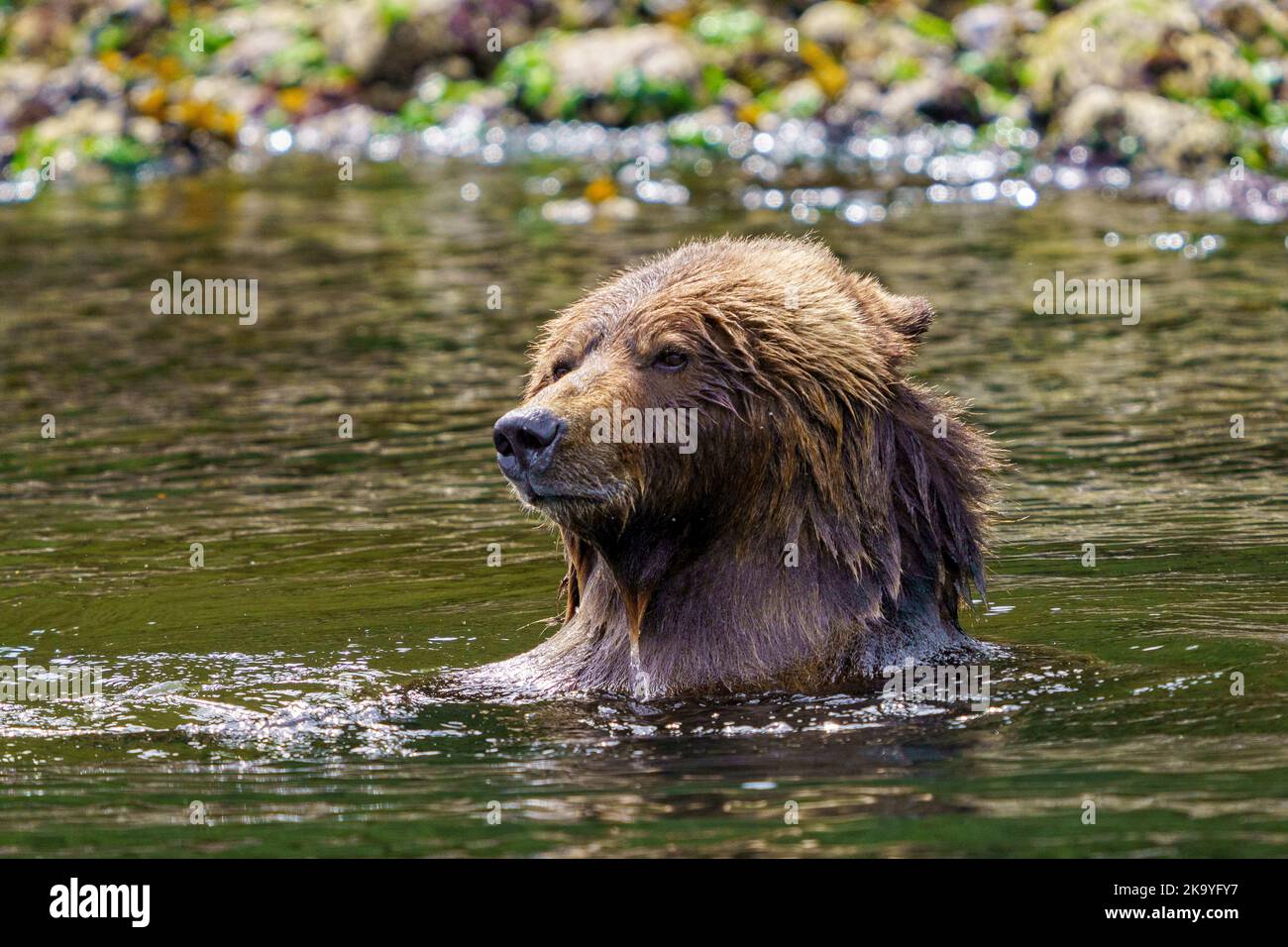 Grizzly sopporta la mamma godendosi un bagno in una calda giornata estiva lungo la bassa marilina in Knight Inlet, primo territorio delle Nazioni, territori tradizionali del K Foto Stock