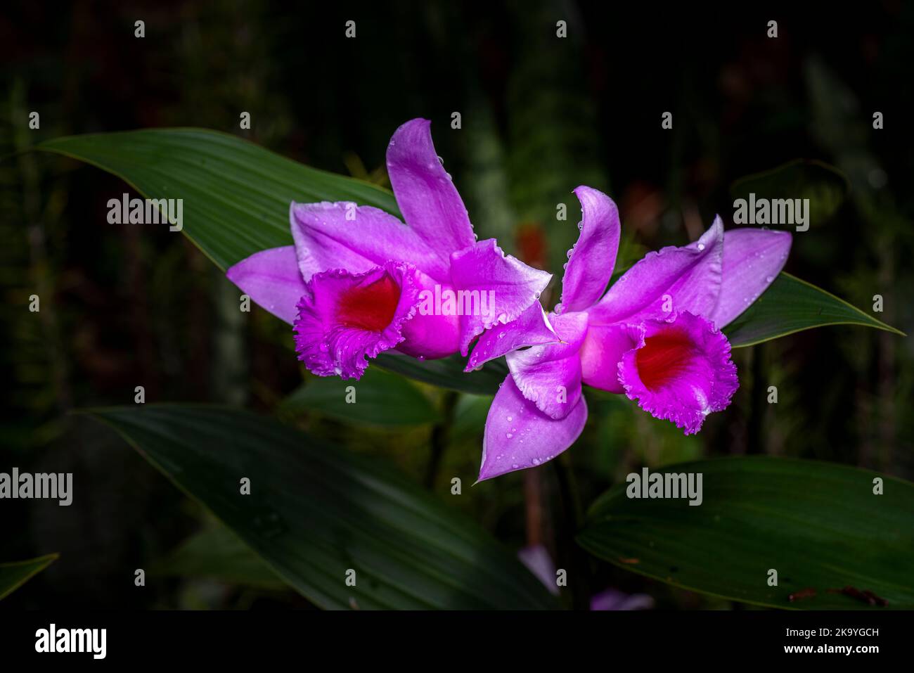 Due fiori rosa o viola sobralia orchidea su sfondo scuro Foto Stock