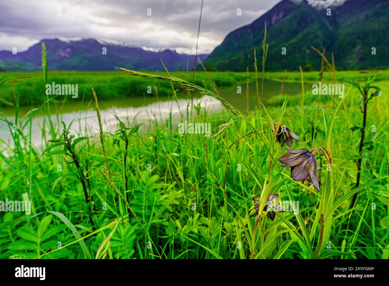 Riva del fiume lungo la Kingcome River Valley nel territorio di Musgmagw Dzawada'enuwx, territorio delle prime Nazioni, British Columbia, Canada. Kamchatka fritil Foto Stock