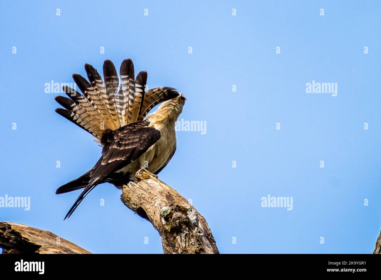 Carcara dalla testa gialla che puliva le sue piume Foto Stock