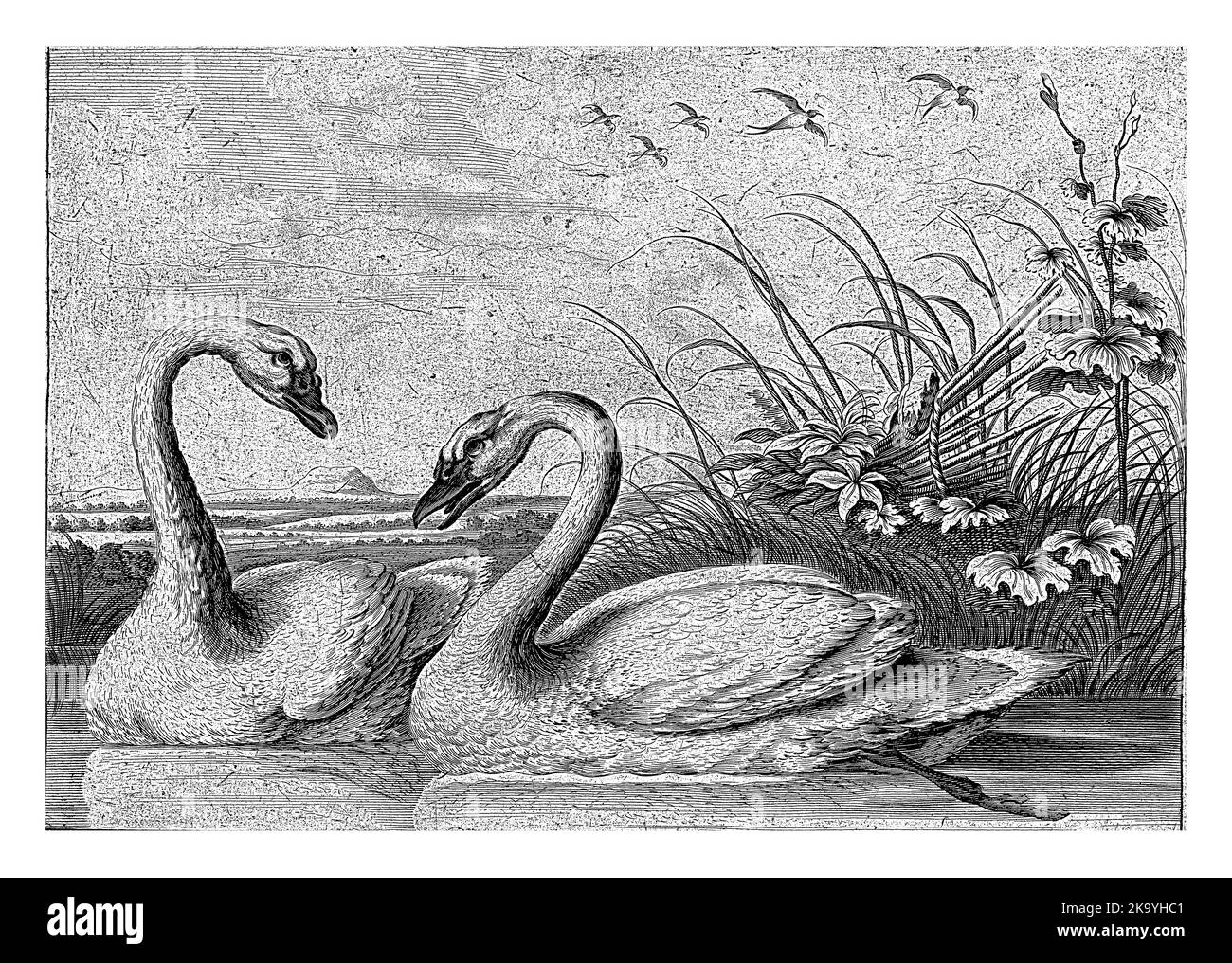 Due cigni, Pieter van Lisebetten, dopo Wenceslaus Hollar, dopo Francis Barlow, 1654 - 1678 due cigni nuotano con un collare a canne. Foto Stock