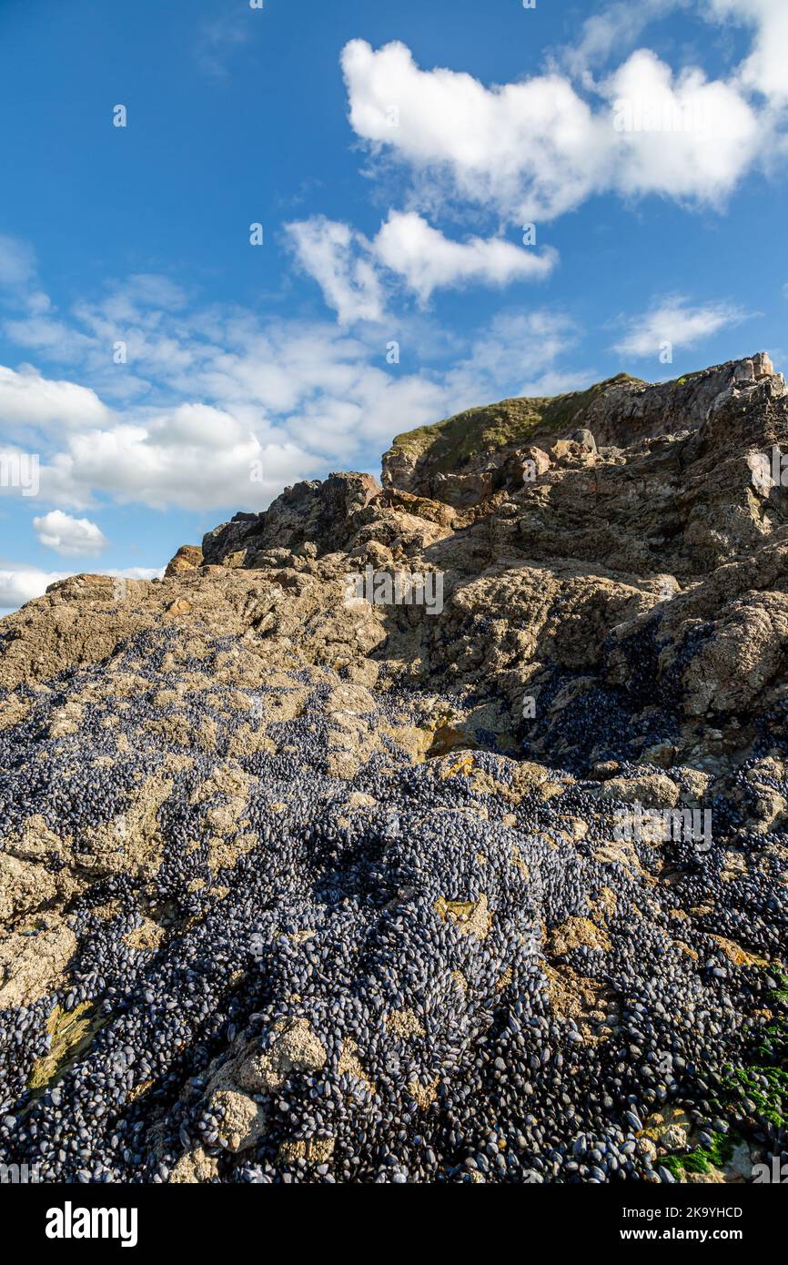 Un'abbondanza di cozze sulle rocce, sulla spiaggia di Perranporth in Cornovaglia Foto Stock