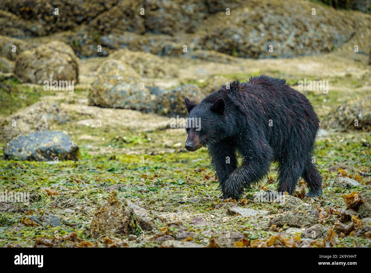 Orso nero a piedi lungo la linea della bassa marea in cerca di cibo, Broughton Arcipelago, al largo di Vancouver Island North, First Nations Territory, tradizionale Foto Stock