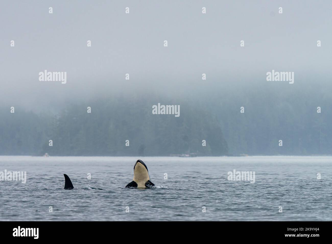 Sguazzare le balene assassino residenti nel nord in una mattinata nebbiosa a Blackfish Sound, First Nations Territory, Traditional Territories of the Kwakwaka'wakw Foto Stock