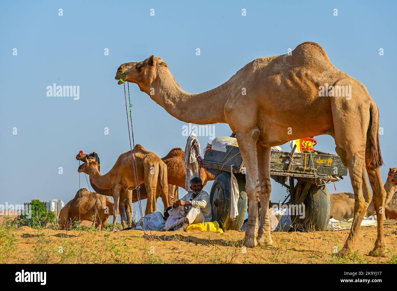 Ajmer, Rajasthan, India. 30th Ott 2022. La fiera di Pushkar (fiera del cammello di Pushkar) o di Pushkar Mela, come è localmente conosciuto come, è una fiera annuale di cinque giorni del cammello e del bestiame che si tiene nella città di Pushkar tra i mesi di ottobre e novembre. (Credit Image: © Shaukat Ahmed/Pacific Press via ZUMA Press Wire) Credit: ZUMA Press, Inc./Alamy Live News Foto Stock