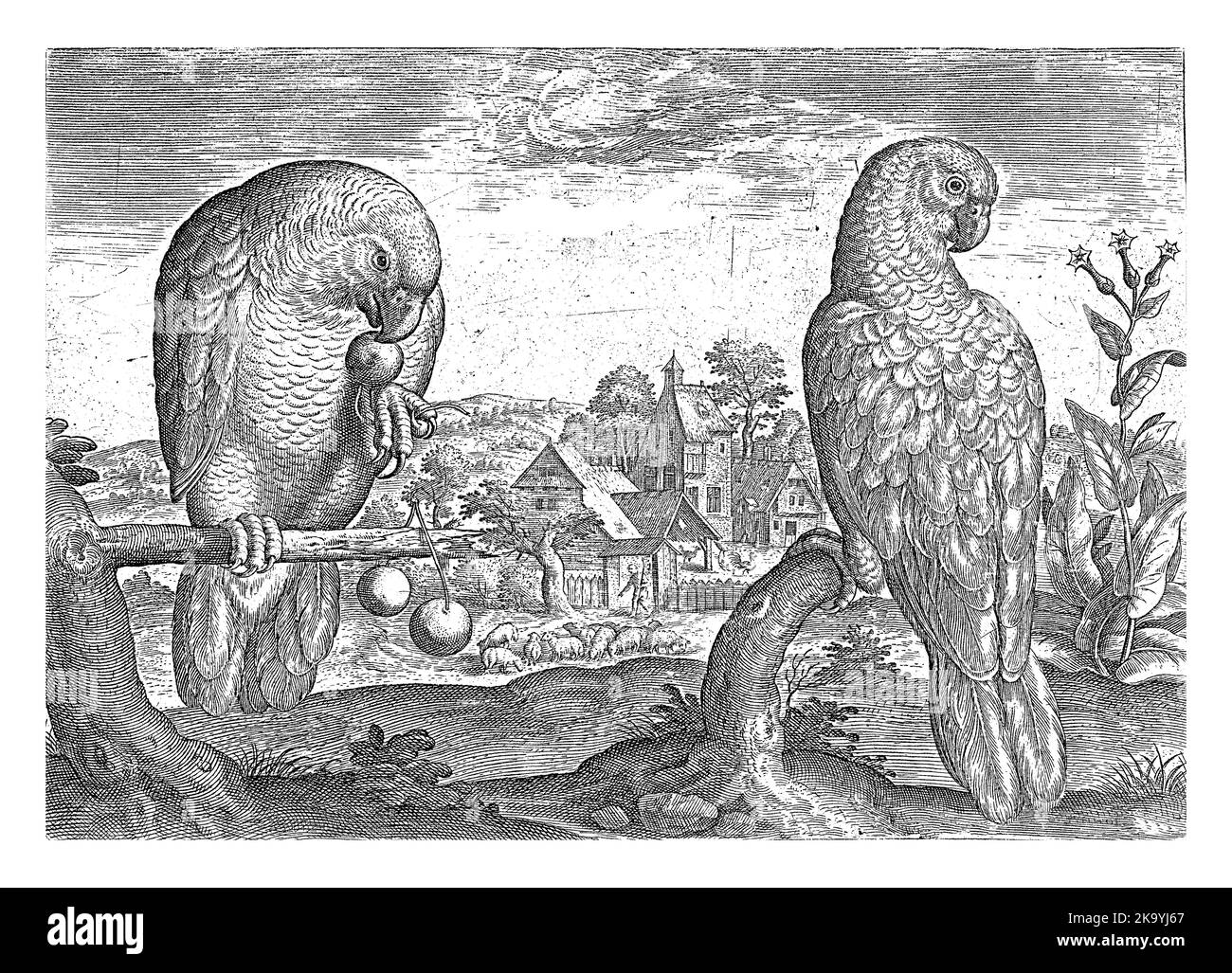 Due pappagalli grigi dalla coda rossa in un paesaggio agricolo. La stampa fa parte di una serie di uccelli come soggetto. Foto Stock