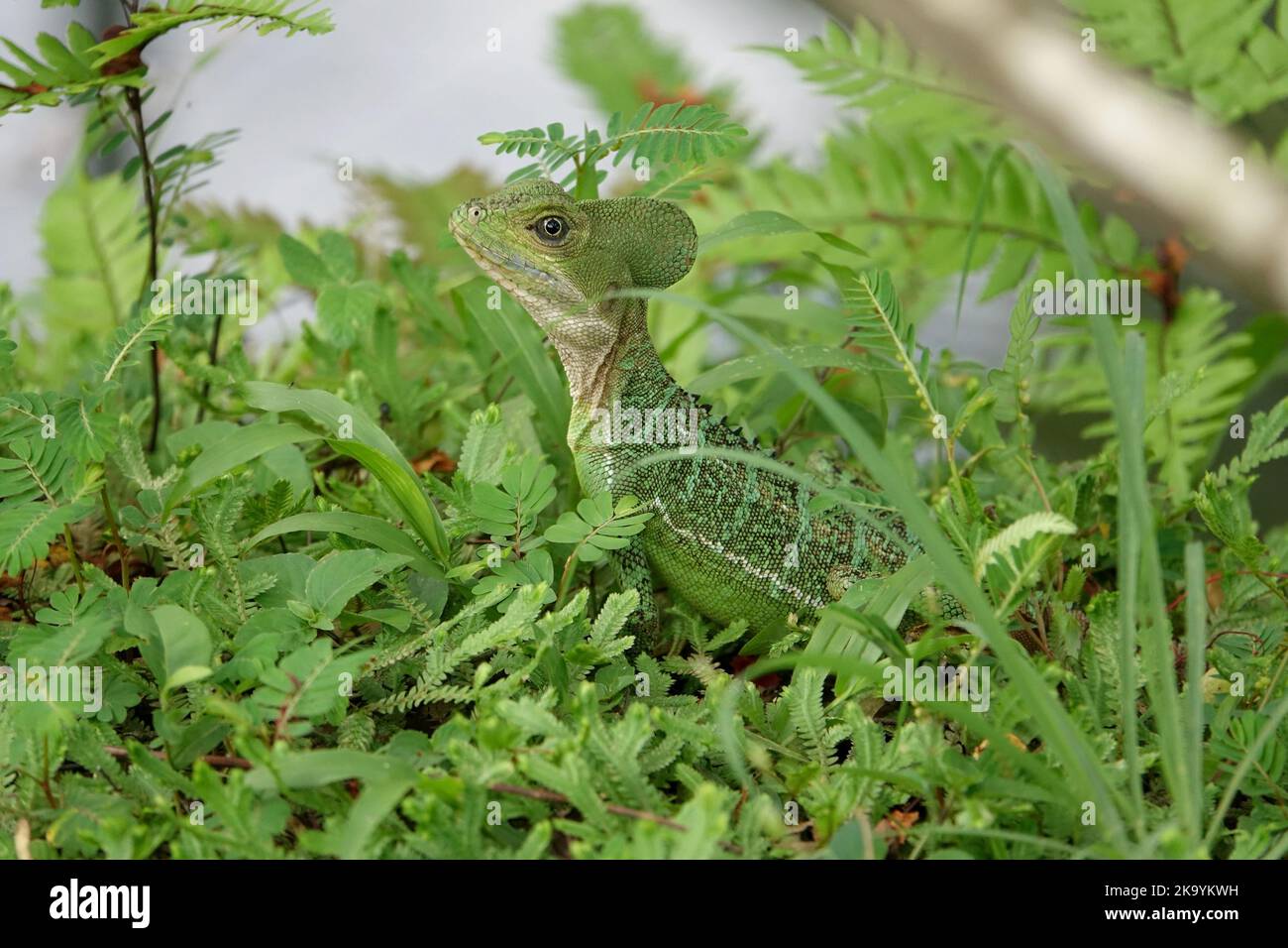 Primo piano di un Lizard verde Foto Stock