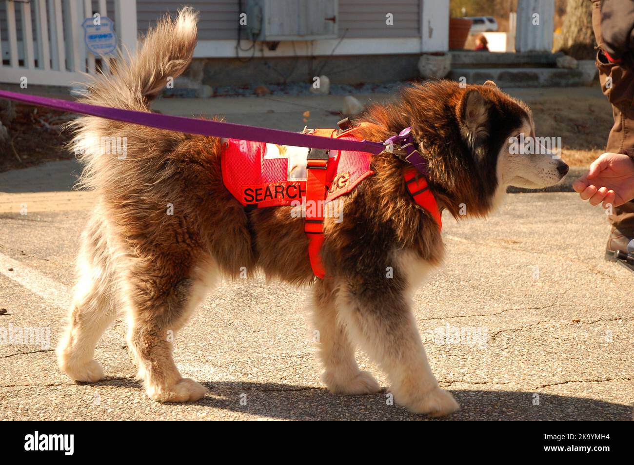 Un istruttore dimostra il processo di insegnamento di un cane Siberiano huskie a cercare persone in pericolo durante un'emergenza Foto Stock