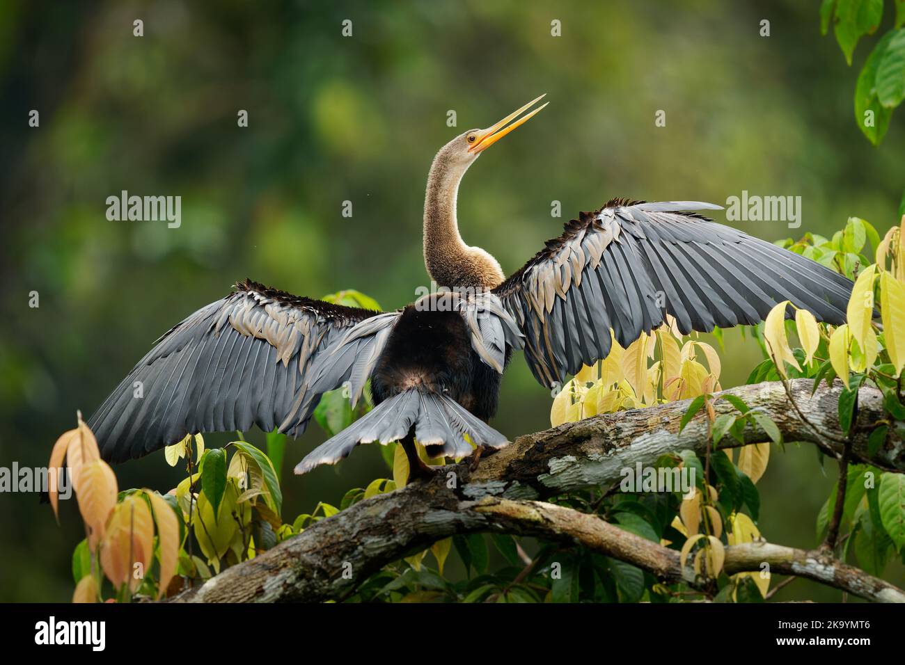 Anhinga (Anhinga anhinga) chiamato snakebird, americano darter o tacchino d'acqua, uccello delle Americhe più calde, significa uccello diavolo o uccello serpente, Anhingidae. Wate Foto Stock