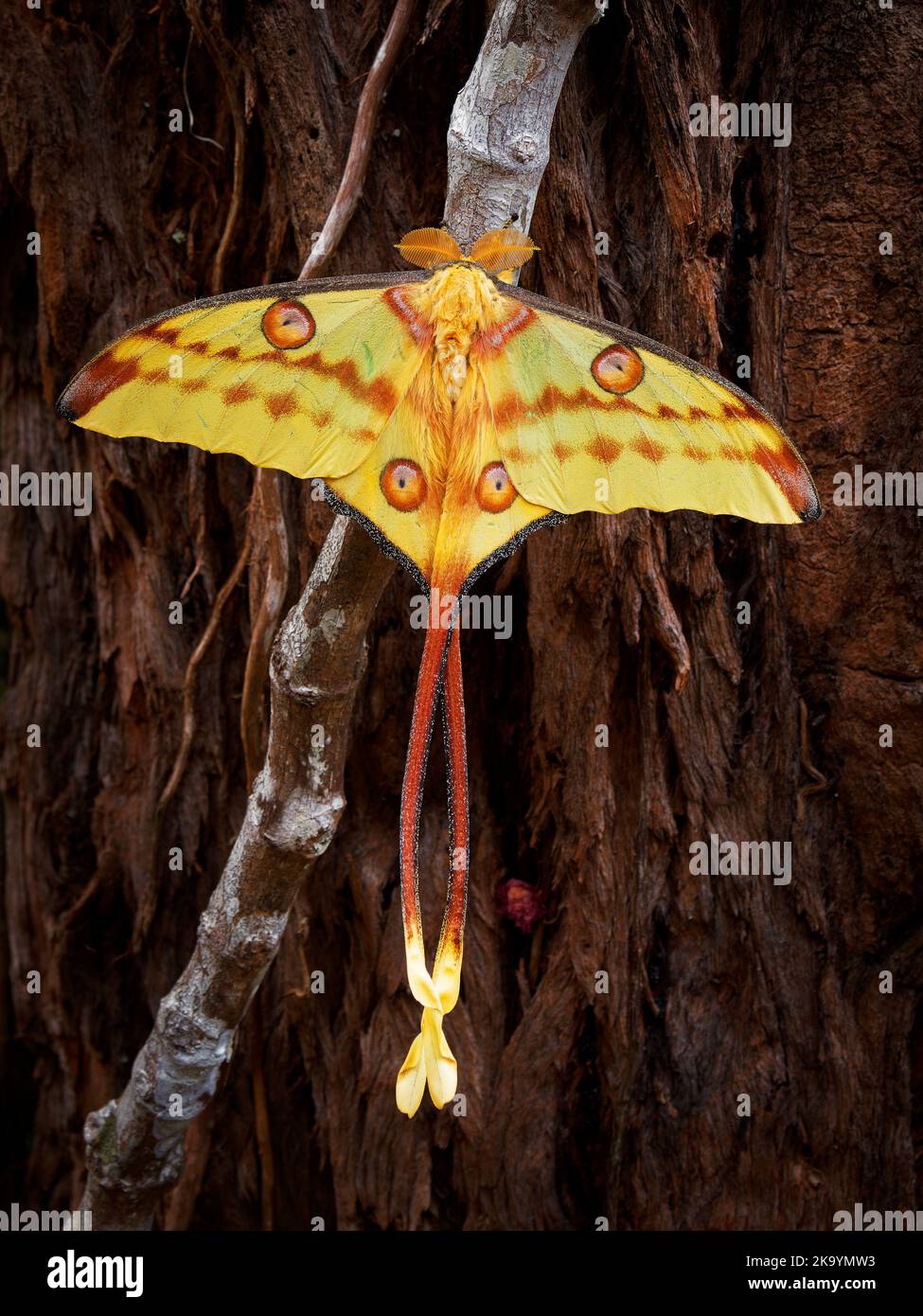 Falce cometa o falce lunari del Madagascar (Argema mittrei), falce grandi native delle foreste pluviali del Madagascar, ali gialle con la coda lunga. Ottimo butterf Foto Stock