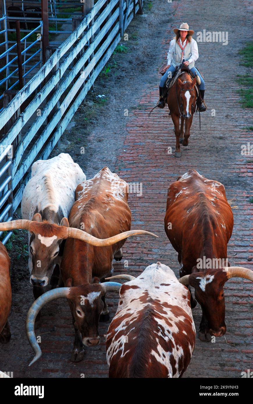 Una giovane Cowgirl mandria Texas Longhorns nelle loro penne nei cantieri Fort Worth Stock Foto Stock