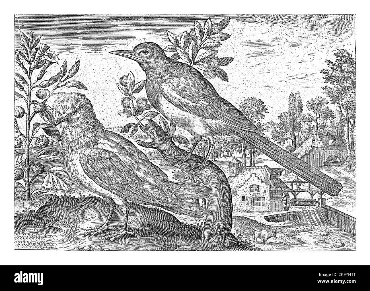 Una magpie e un altro uccello in un paesaggio con un mulino ad acqua. La stampa fa parte di una serie di uccelli come soggetto. Foto Stock