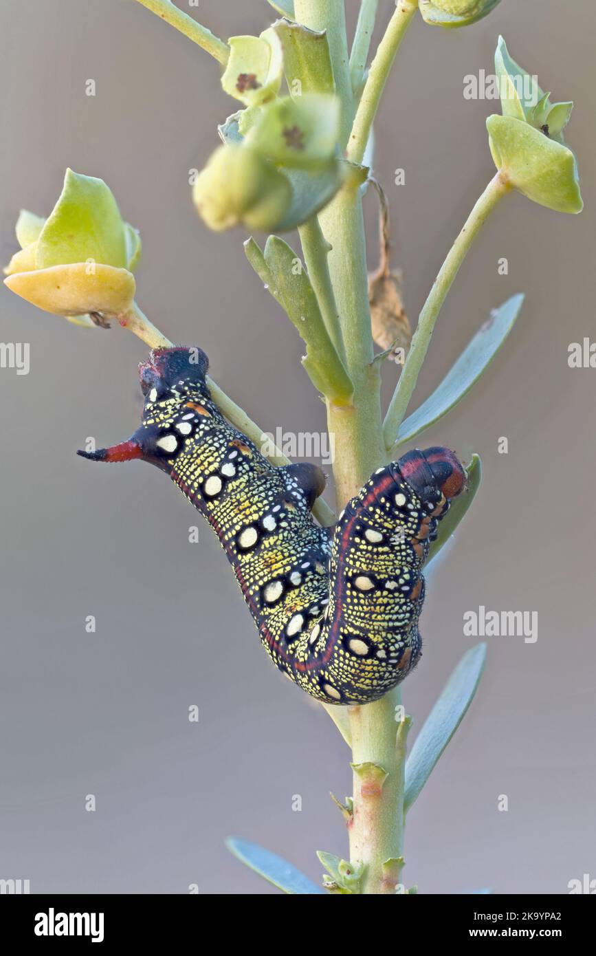 Spurge Hawkmoth caterpillar (Hyles euphorbiae) alimentazione su Sea Spurge (Euphorbia paralias) Snettisham UK GB ottobre 2022 Stacked Foto Stock