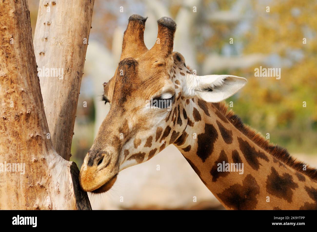 Giraffa Foto Stock