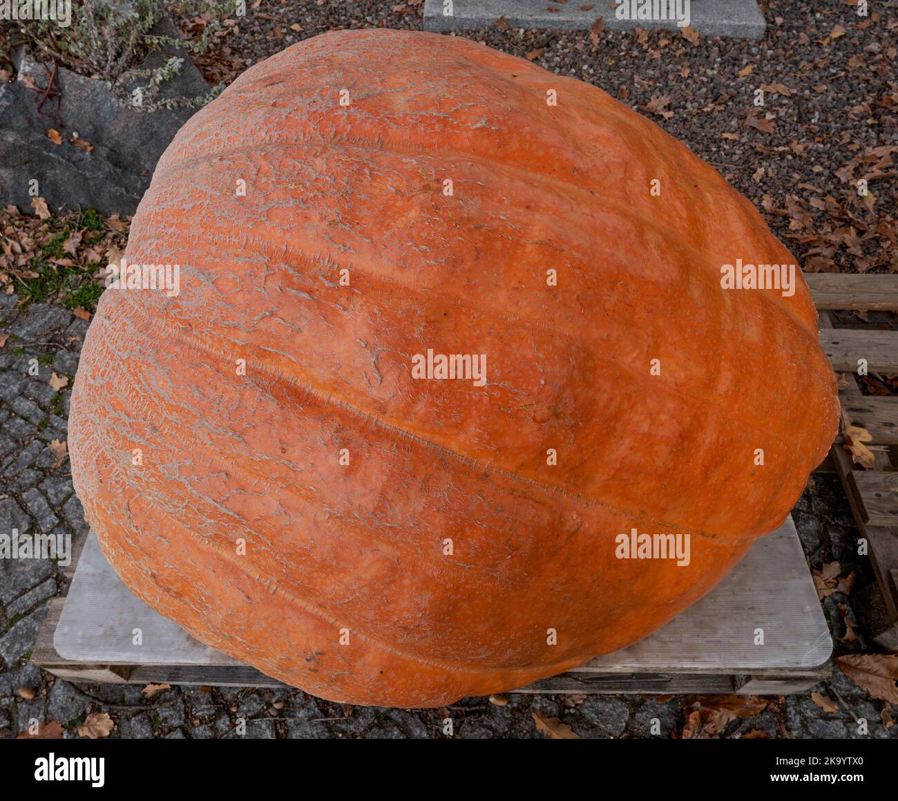 Zucca gigante di peso superiore a 100kg 200 kg Foto Stock