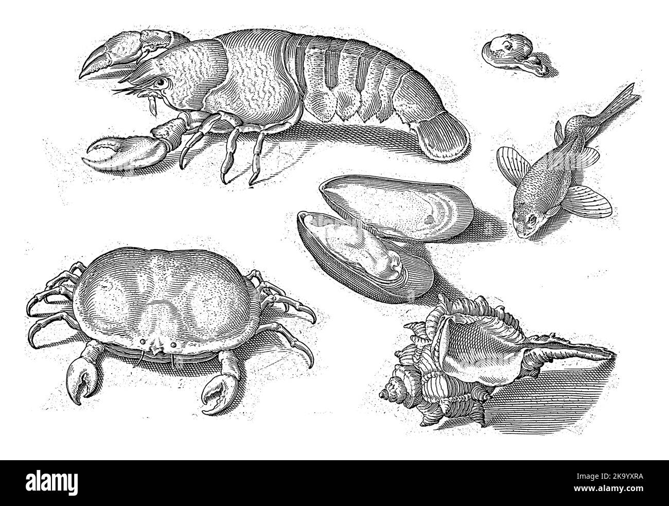 Aragosta, granchio e conchiglie con iscrizioni che identificano i crostacei in latino e in olandese Foto Stock