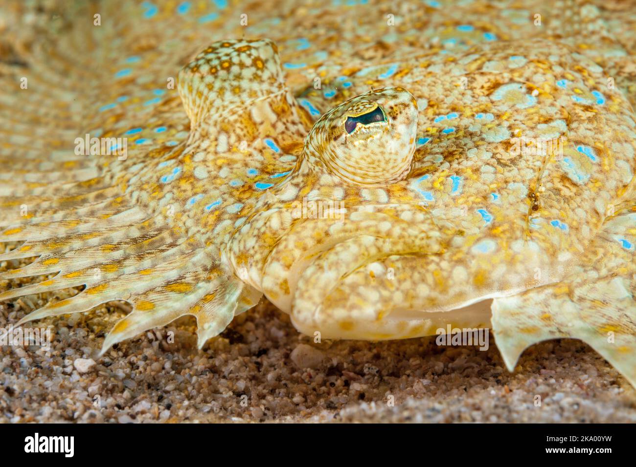 Il pavone la passera pianuzza, Bothus mancus, è un membro della famiglia più grande di pesce piatto, Botidi. Tutti i membri di questo gruppo sono noti come "lato sinistro" flou Foto Stock