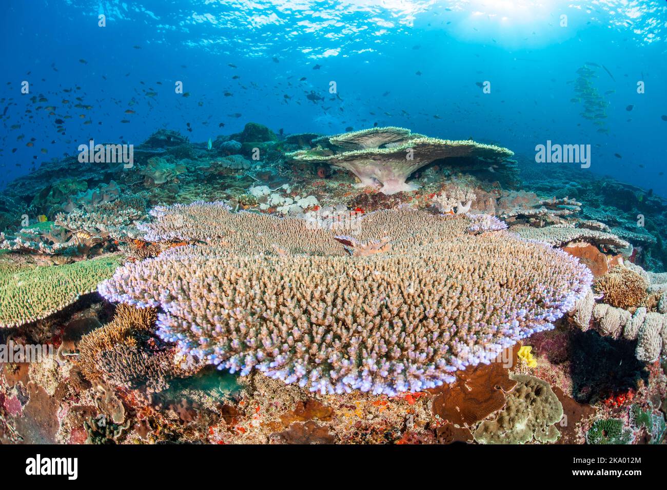 Corallo tavolo con la scuola di anthias e vari pesci della barriera corallina, dominano questa scena subacquea, Crystal Bay, Nusa Penida, Bali Island, Indonesia, Paci Foto Stock
