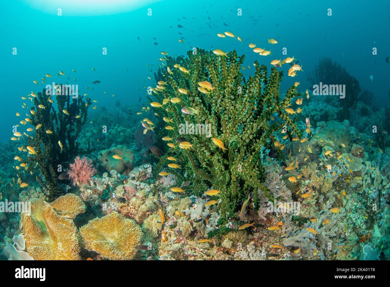 Anthias scuola intorno ad una colonia di corallo tubo verde, Tubastrea micrantha, Filippine. Foto Stock