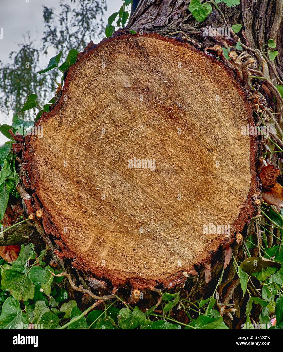 Primo piano di anelli di crescita da un tronco di albero abbattuto Foto Stock