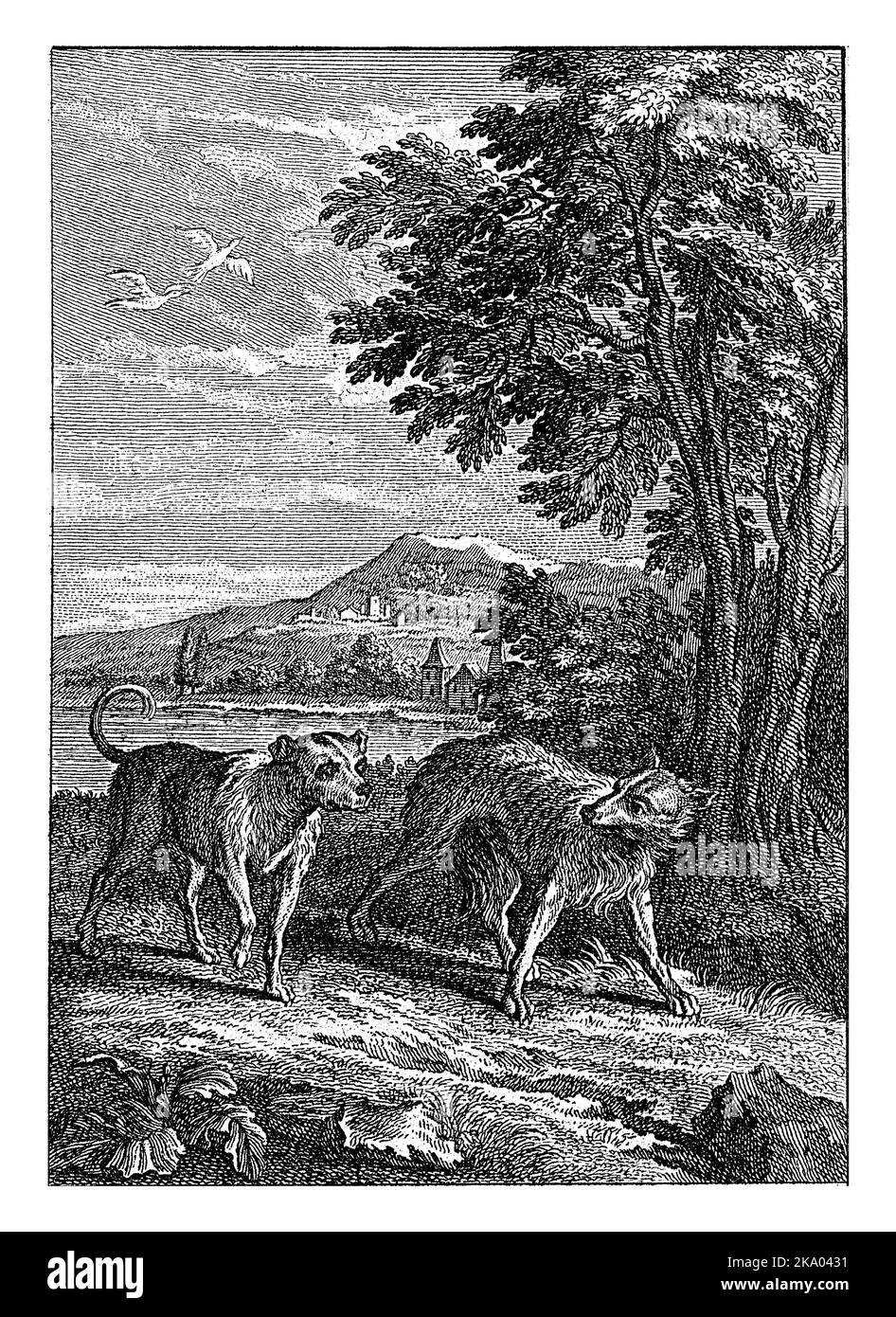 Illustrazione di Fable V le loup et le chien. Foto Stock
