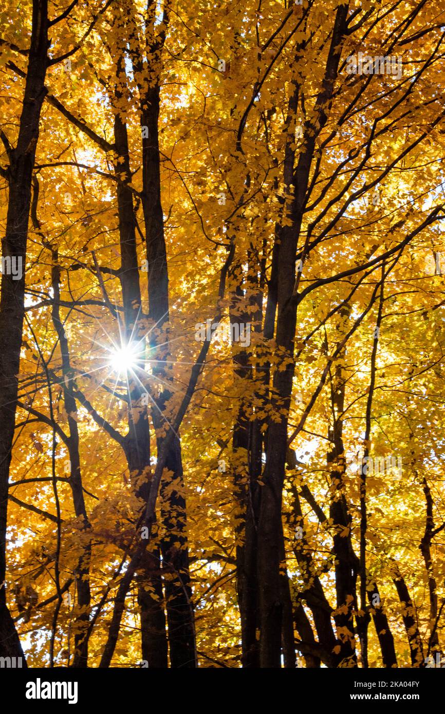 Luce del sole che sbirciando attraverso una foresta del Wisconsin in autunno, verticale Foto Stock