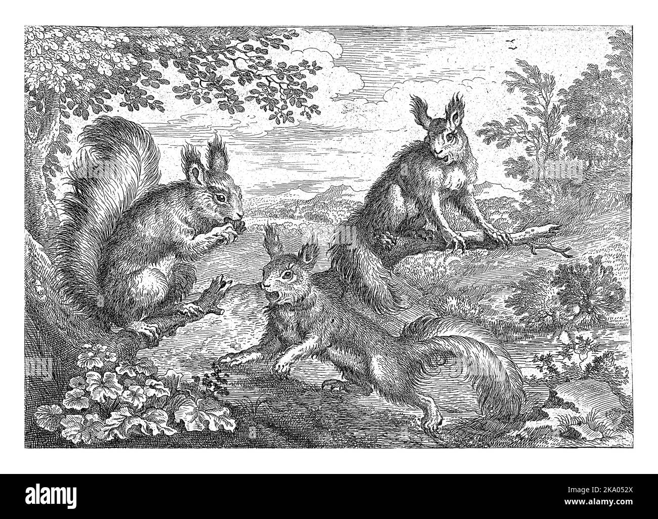 Tre scoiattoli in un paesaggio boscoso. Questa stampa fa parte di una serie di dieci stampe con diversi animali. Foto Stock