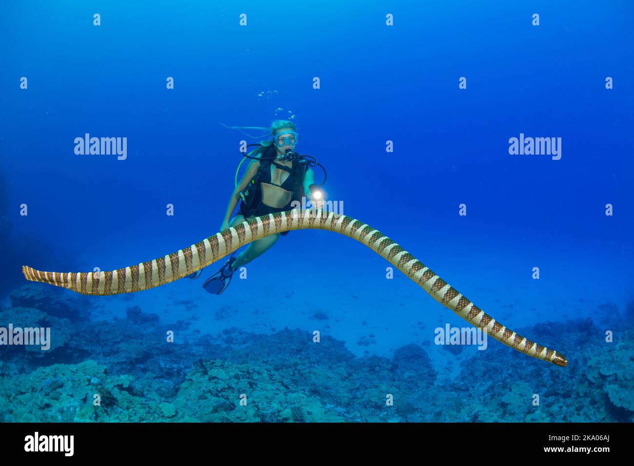 Un subacqueo (MR) e un serpente di mare annulato, Hydrophis cyanocinctus, è noto anche come serpente di mare dalle bande blu, una specie di serpente di mare velenoso i Foto Stock