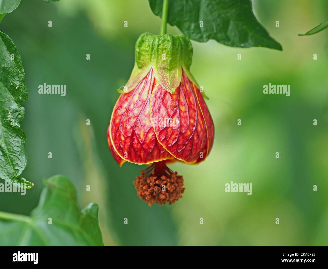 Esotico fiore penduloso di abutilon ornamentale, aka pianta di acero fiorito (Abutilon pictum) a Kew Gardens, Londra, Inghilterra, Regno Unito Foto Stock