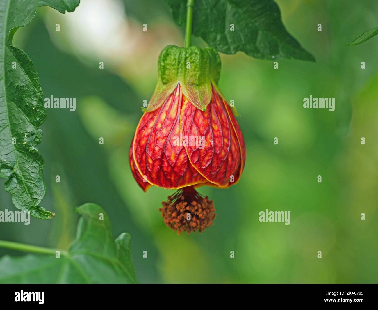 Esotico fiore penduloso di abutilon ornamentale, aka pianta di acero fiorito (Abutilon pictum) a Kew Gardens, Londra, Inghilterra, Regno Unito Foto Stock