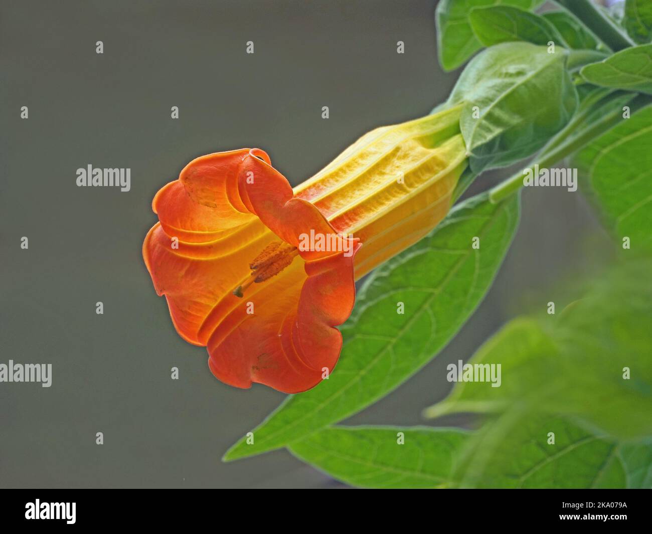 Fiore della pianta di Brugmansia sanguinea (trombetta di Red Angel) ornamentale esotica a Kew Gardens, Londra, Inghilterra, Regno Unito Foto Stock