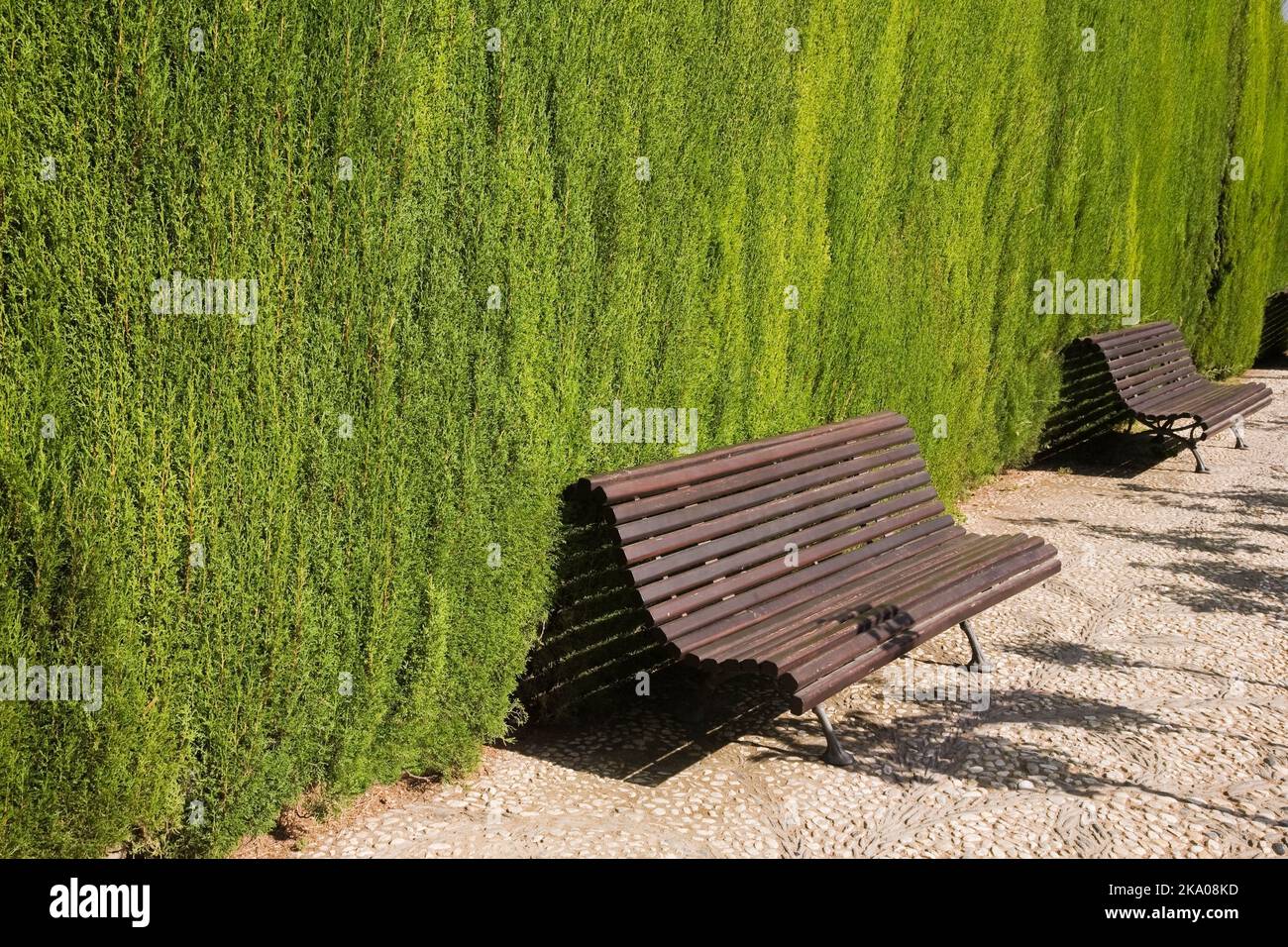 Thuja - siepe di cedro e panchine di legno in giardino ornamentale sul palazzo Alhambra terreni, Granada, Spagna. Foto Stock