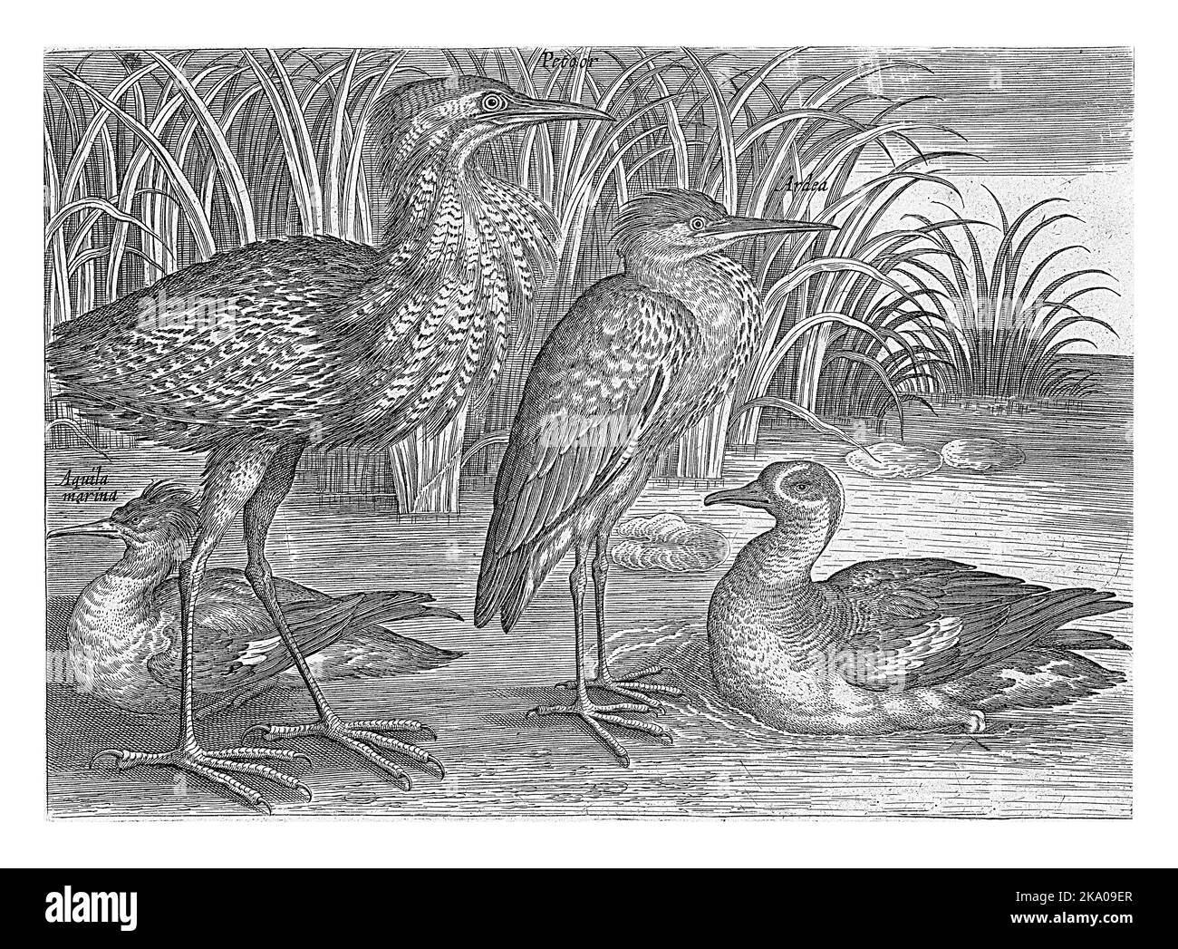 Quattro uccelli che guadismo lungo una riva: Un merganser, un bittero, un airone e un capezzolo. Questa stampa fa parte di una serie sugli uccelli. Foto Stock