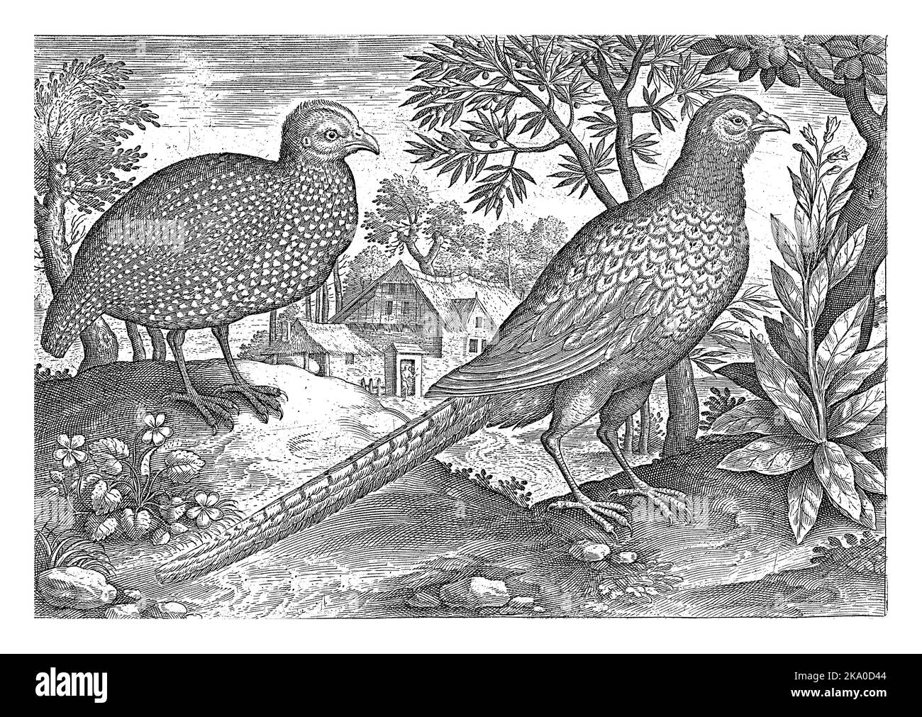 Un faraone e un fagiano in un paesaggio con una fattoria. La stampa fa parte di una serie di uccelli come soggetto. Foto Stock