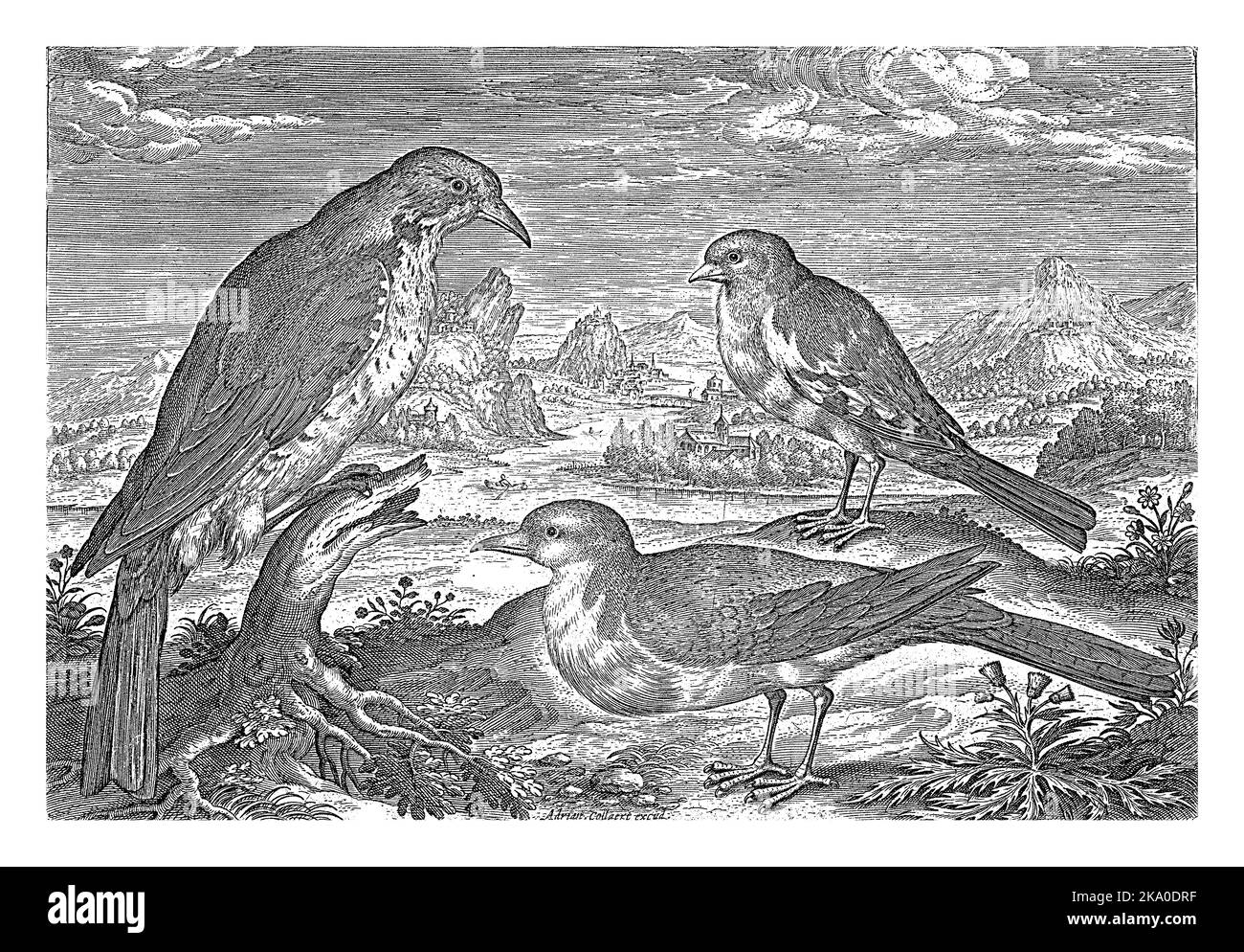 Un larice e due uccelli più piccoli in un paesaggio fluviale. La stampa fa parte di una serie di uccelli come soggetto. Foto Stock