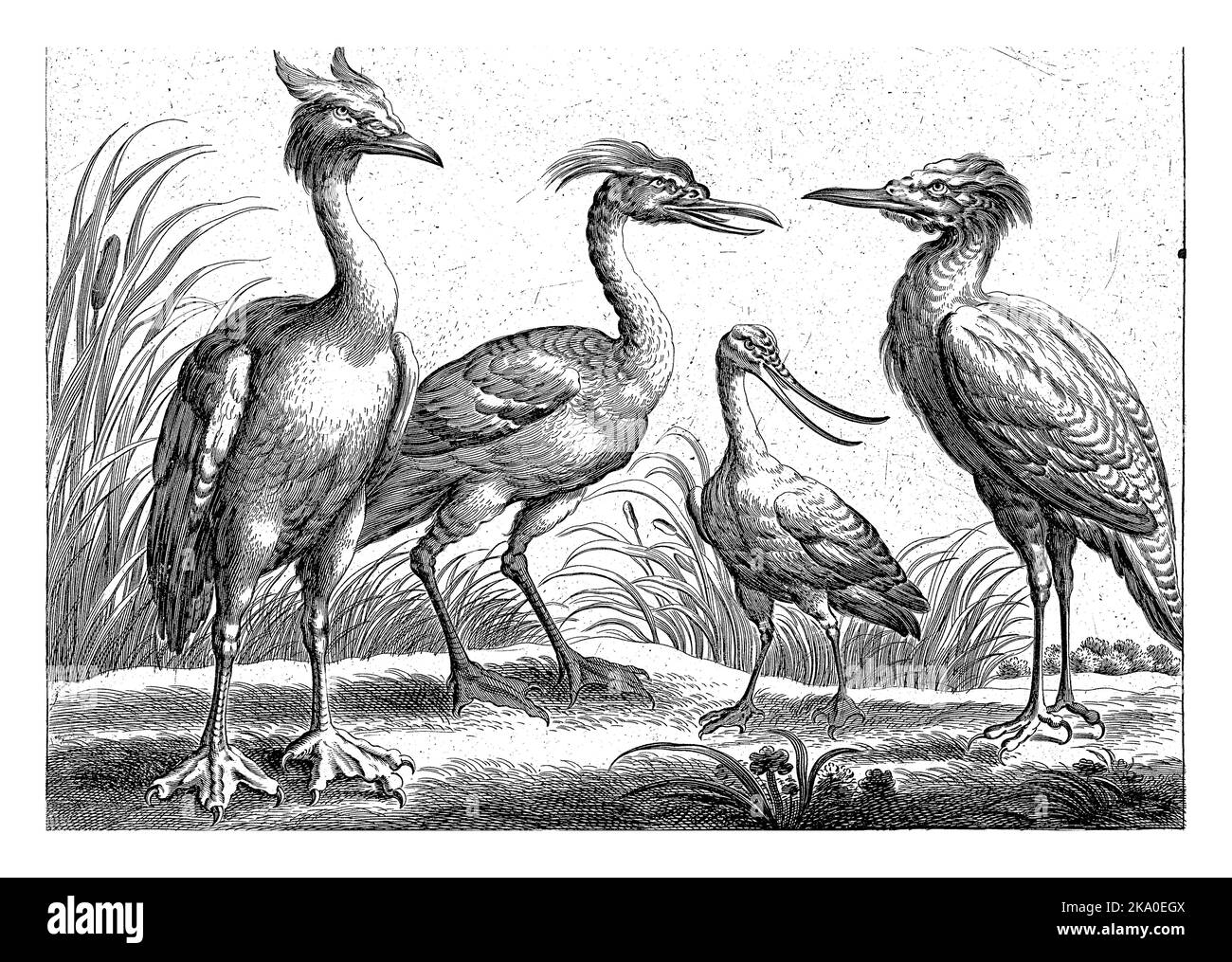 Quattro uccelli in guado, Pieter van Lisebetten, dopo Venceslao Hollar, dopo Francis Barlow, 1654 - 1678 Foto Stock