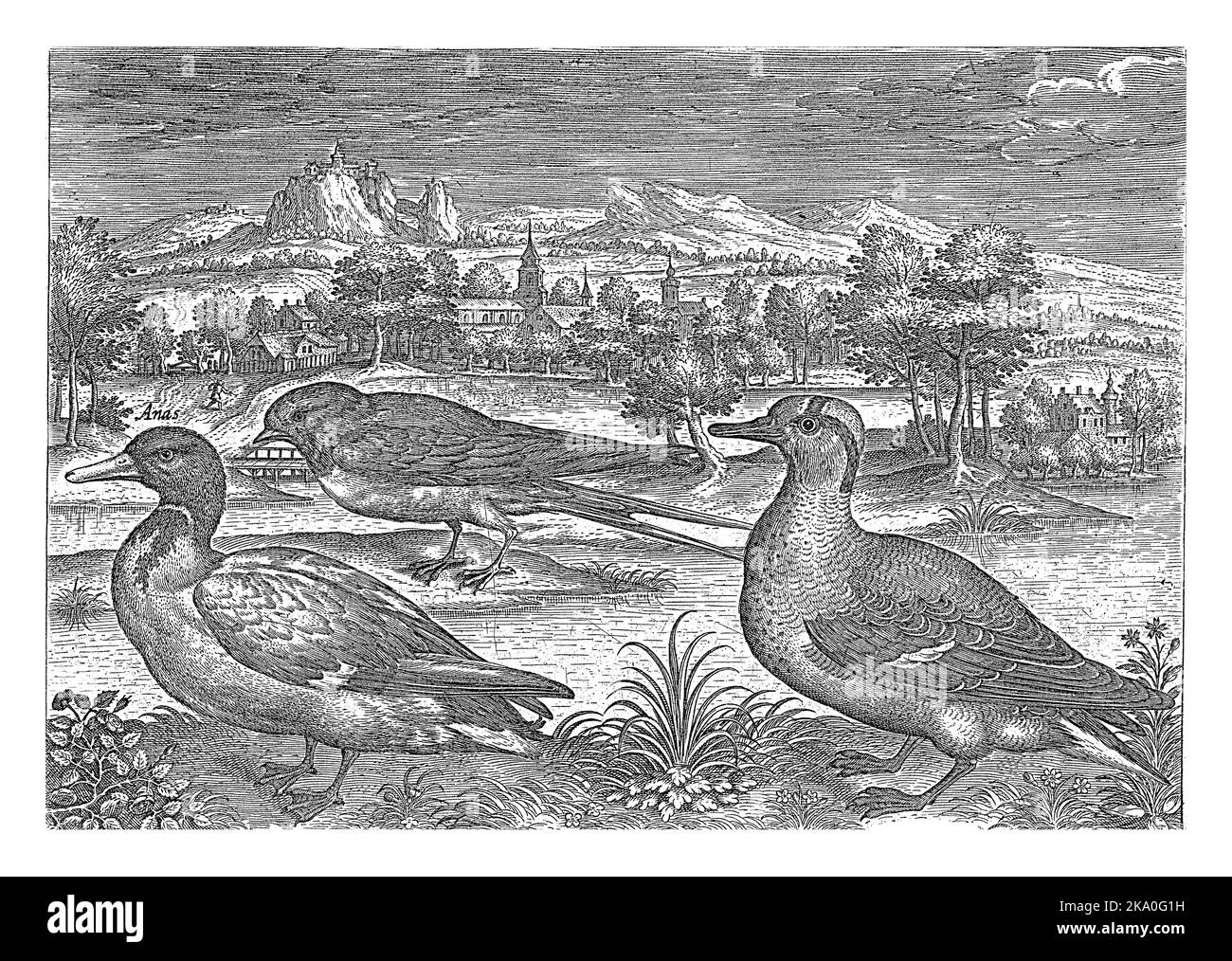 Due anatre selvagge e una rondine in un paesaggio fluviale. Sullo sfondo una chiesa. La stampa fa parte di una serie di uccelli come soggetto. Foto Stock