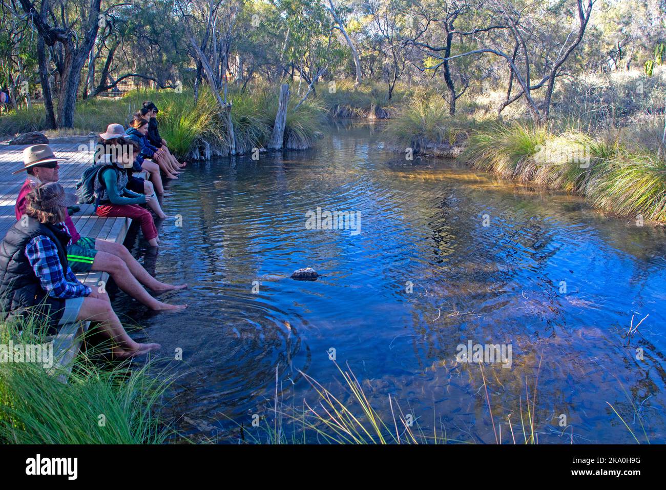 Piscina a immersione per i piedi presso le sorgenti termali Talaroo Hot Springs Foto Stock
