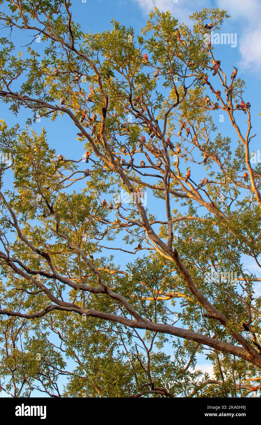 Gum tree pieno di galà nell'entroterra del Queensland Foto Stock